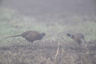 Hunting pheasants (Phasianus colchicus) in the fog, Emsland, Lower Saxony, Germany, Europe