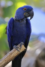 Hyacinth Macaw (Anodorhynchus hyacinthinus), adult on wait, Pantanal, Brazil, South America