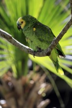 Yellow-headed Amazon (Amazona oratrix), adult, on wait, on tree, Central America, Central America