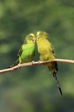 Budgerigar (Melopsittacus undulatus), adult, pair, male, female, two, in perch, courtship, social