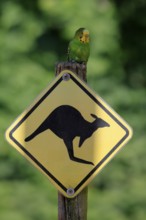 Budgerigar (Melopsittacus undulatus), adult, on traffic sign, Australia, Oceania