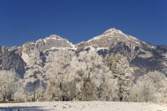 Winter landscape with bushes and trees covered in hoarfrost, with the Rofan mountains in the