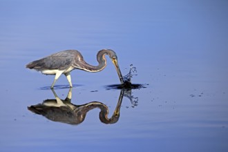 Tricoloured Heron (Egretta tricolor), adult, in the water, foraging, hunting, Merritt Island, Black