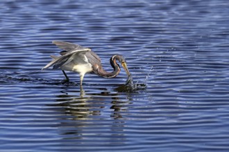 Tricoloured Heron (Egretta tricolor), adult, in the water, foraging, hunting, Merritt Island, Black