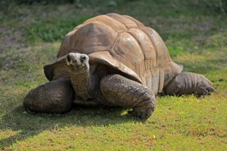 Aldabra giant tortoise (Aldabrachelys gigantea), adult, foraging, Seychelles, Africa