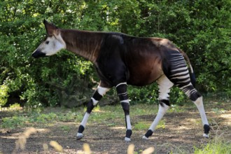 Okapi (Okapia johnstoni), adult, running, foraging, captive