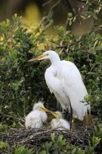 Great Egret (Ardea alba), adult, with young, nest, breeding site, St. Augustine, Florida, USA,