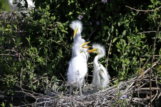 Great Egret (Ardea alba), juvenile, nest, breeding site, St. Augustine, Florida, USA, North America