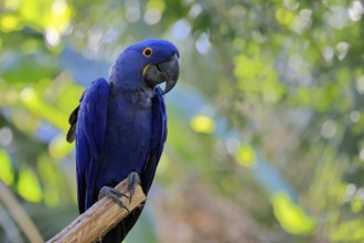 Hyacinth Macaw (Anodorhynchus hyacinthinus), adult on wait, Pantanal, Brazil, South America