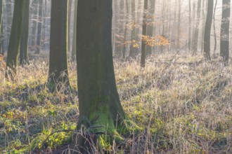 View of a beech tree in the forest with hoarfrost frozen vegetation in backlight, landscape photo,