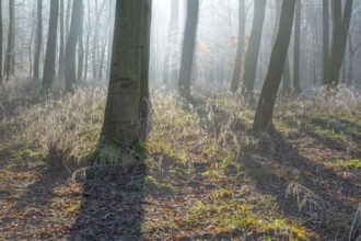 View of beech trees in the forest with hoarfrost frozen vegetation against the light