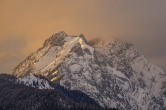 Small and large begging litter at sunset, Vomp, Tyrol, Austria, Europe