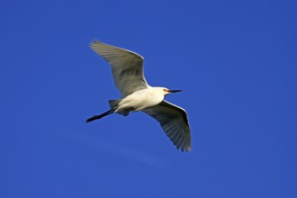 Great Egret (Egretta thula), adult, flying, St. Augustine, Florida, North America, USA, North