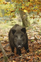 Wild boar (Sus scrofa) boar in a colourful autumn forest, Allgäu, Bavaria, Germany, Allgäu,