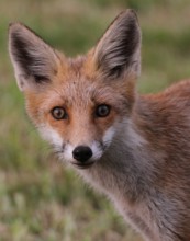 Red fox (Vulpes vulpes) young fox portrait, Allgäu, Bavaria, Germany Allgäu, Bavaria, Germany,