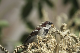 House sparrow (Passer domesticus) male foraging in a wheat field, Allgäu, Bavaria, Germany Allgäu,