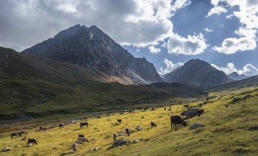 Cows in a mountain valley in the Tien Shan Mountains, near Altyn Arashan, Kyrgyzstan, Asia