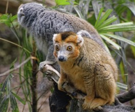 Crowned lemur (Eulemur coronatus), pair of monkeys, adult, captive, occurrence Madagascar