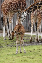 Rothschild's giraffe (Giraffa camelopardalis rothschildi), juvenile with adult giraffes, captive,