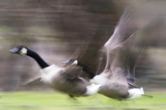 Two Canada geese (Branta canadensis), flying, motion blur, Hesse, Germany, Europe