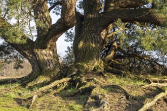 Old Scots pine (Pinus sylvestris), Emsland, Lower Saxony, Germany, Europe