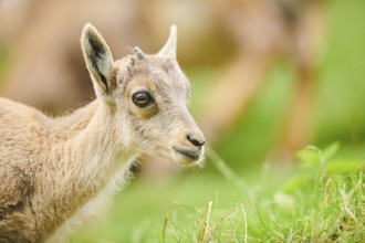 Alpine ibex (Capra ibex) youngster, portrait, wildlife Park Aurach near Kitzbuehl, Austria, Europe