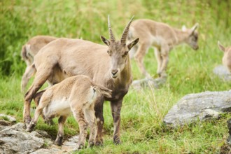 Alpine ibex (Capra ibex) mother with her youngster, wildlife Park Aurach near Kitzbuehl, Austria,