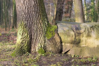 English oak (Quercus robur) growing over boulders, old tree next to stone in forest, symbolising