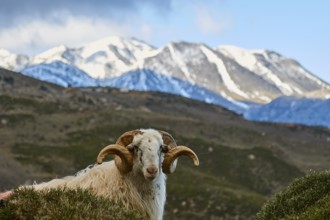 A sheep in the foreground with snow-capped mountains in the background, Kallikratis, Kallikratis