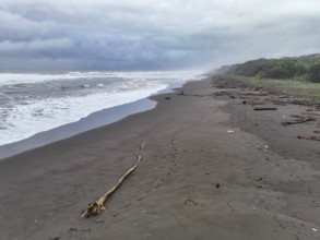 Beach and sea, coast with rainforest, Tortuguero National Park, Costa Rica, Central America