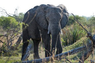 Elephant (Loxodonta africana), frontal, whole, safari, tourism, travel, Savuti region, Chobe