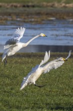 Whooper swans (Cygnus cygnus) landing, Emsland, Lower Saxony, Germany, Europe