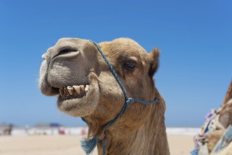 Dromedary (Camelus dromedarius), Arabian camel in head portrait, head, animal, farm animal, teeth,