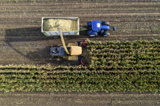 Maize harvest, combine harvester, chopper works its way through a maize field, the silage is pumped