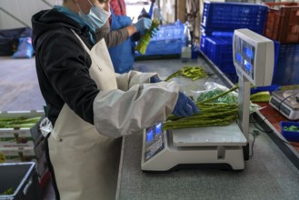 Asparagus farm, green asparagus is washed, cut and sorted by quality, weighed, portioned and