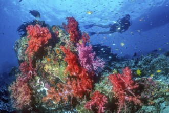 Diver hovering over colony of Red Violet several soft corals (Dendronephthya), top right silhouette