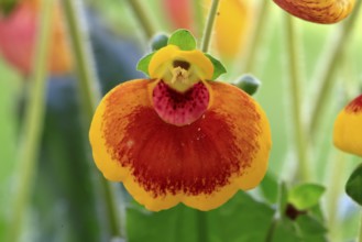 Slipper flower (Calceolaria Hybride), flowering, Elllerstadt, Germany, Europe