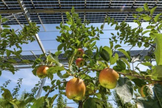 Agri-photovoltaic test plant, an apple tree plantation with two different systems of PV modules was