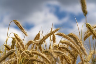 Grain field, ready for harvest, barley, ears