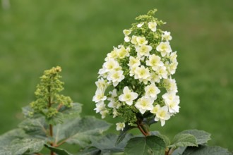 Oakleaf hydrangea (Hydrangea quercifolia), flower, in bloom, Germany, Europe