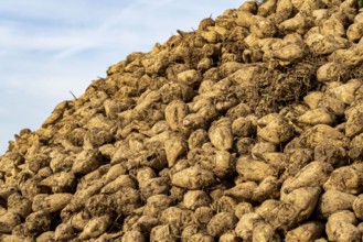 Agriculture, sugar beets are stacked at the edge of the field after harvesting, beet pile,