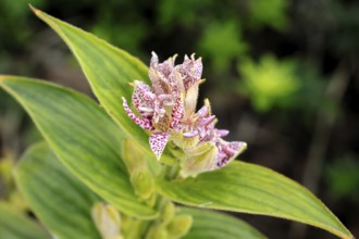 Bristly toad lily (Tricyrtis hirta), flowering, flower, Ellerstadt, Germany, Europe