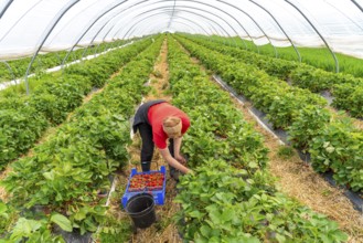 Harvesting strawberries, harvest helper, strawberry cultivation in the open field, under a foil