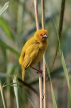 Eastern golden weaver (Ploceus subaureus), adult, male, auto-waiting, alert, Saint Lucia Estuary,