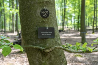 Cemetery forest, burial place in the forest, in biodegradable urns, under trees, Niederkrüchten,