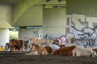 Herd of cattle, dairy cows, resting under the bridge of the A40 motorway in the Styrumer Ruhrauen,