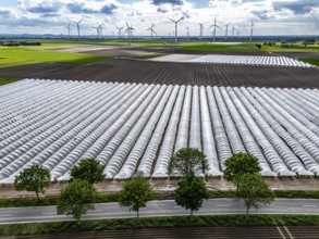 Agriculture, large areas with foil tunnel, for the cultivation of strawberries, freshly cultivated