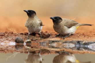 Grey bulbul (Pycnonotus barbatus), adult, pair, at the water, Kruger National Park, Kruger National