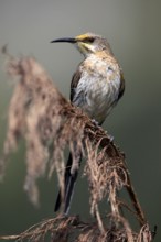 Cape Honeybird (Promerops cafer), adult, male, perch, Kirstenbosch Botanical Gardens, Cape Town,