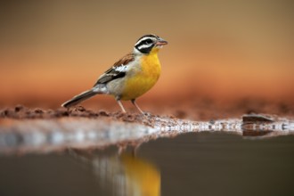 Golden-breasted Bunting (Emberiza flaviventris), adult, at the water's edge, Kruger National Park,